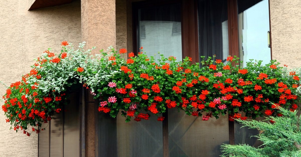 Растения для зимнего балкона
